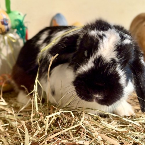 No photo for Nugget 