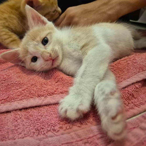 No photo for 🧡 Cinnamon 🤍