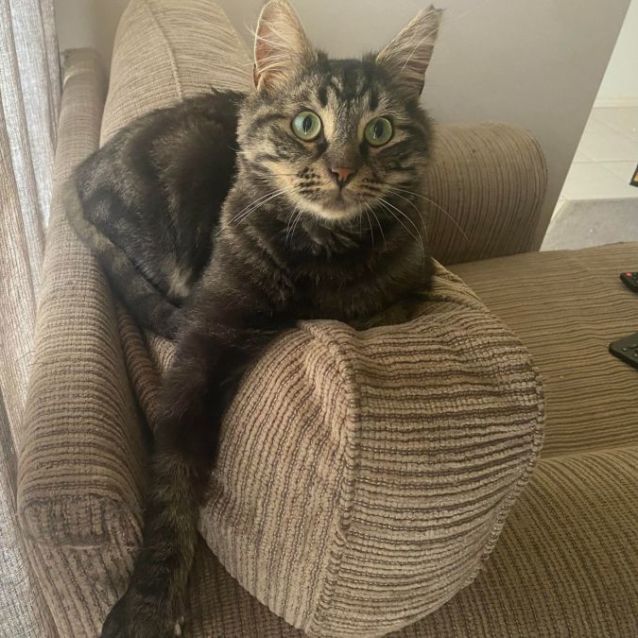 Photo of Rocco **2nd Chance Cat Rescue**