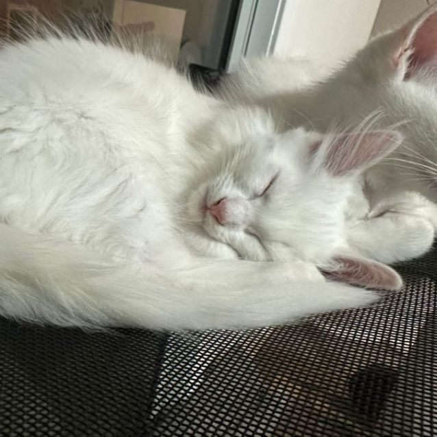 Photo of Cappuccino