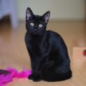 Photo of Darling Dior The Purrrrfect Kitten