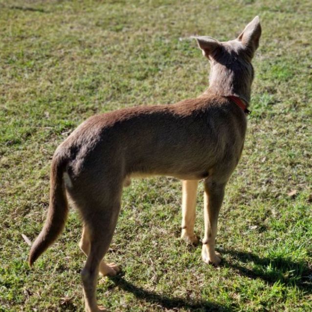 Photo of Dusty