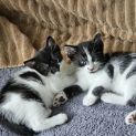 Photo of Fiorella **2nd Chance Cat Rescue**