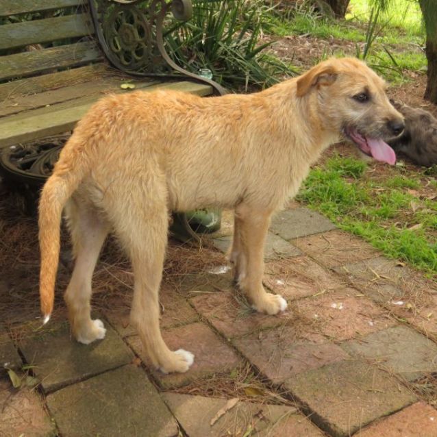 Photo of Oisin