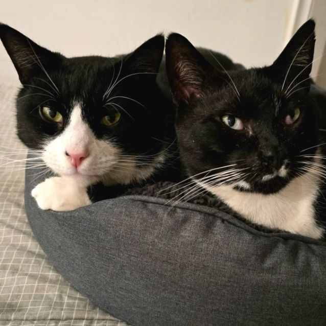 Photo of Buddy & Hector