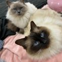 Photo of Chanel & Loui