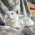 Photo of Chompers