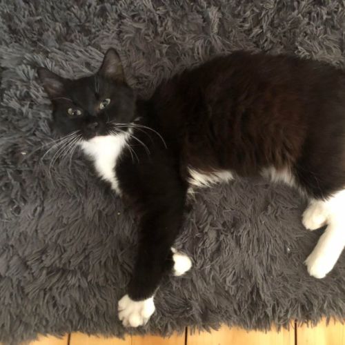 Drew - Located in Pascoe Vale