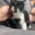 Photo of Cookie