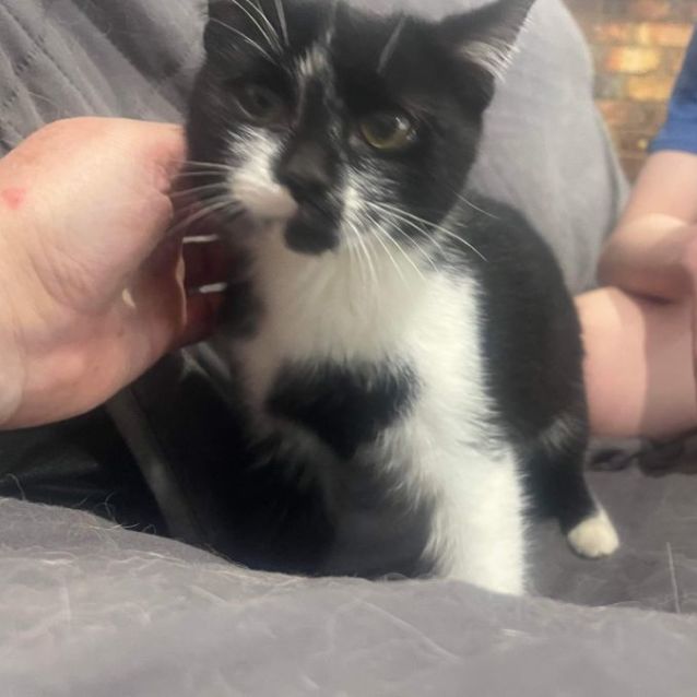 Photo of Cookie