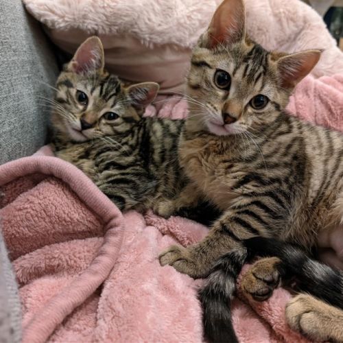 LouLou & Lemon ^^Dandy Cat Rescue^^