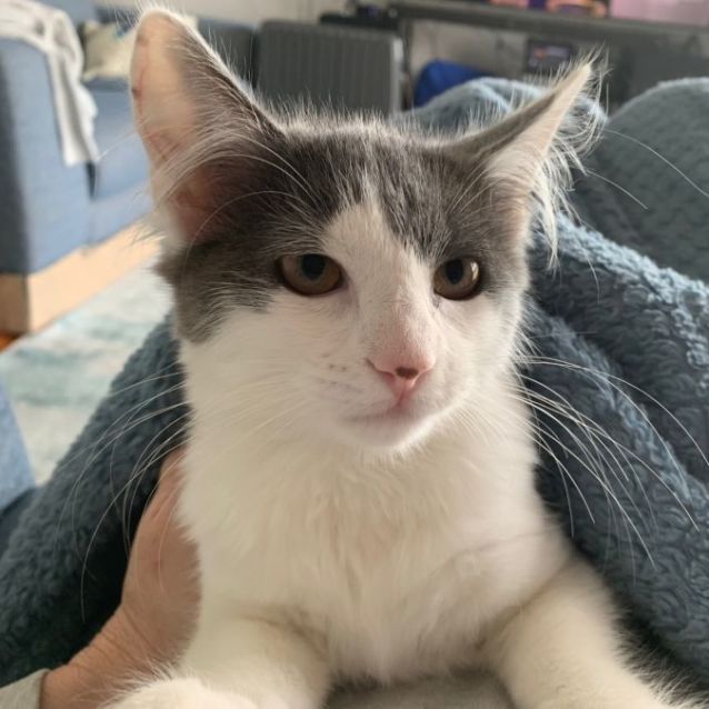 Photo of Zipper ^Dandy Cat Rescue^