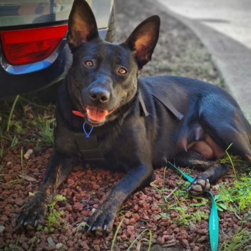 Xena ~ 2yr Old German Shepherd X(On Trial 16/11/21