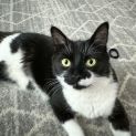 Photo of Tux