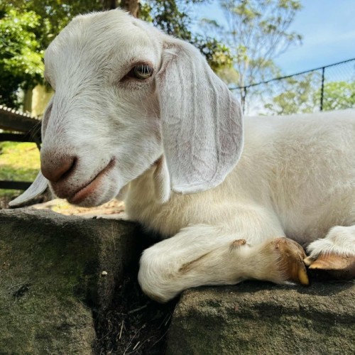 No photo for Molly Wobbles