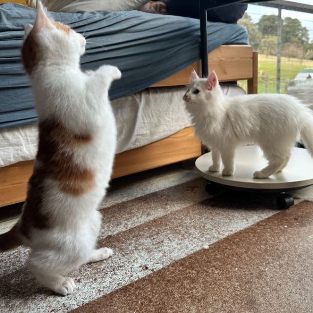 Photo of Bobbles **2nd Chance Cat Rescue**