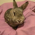 Photo of Penny (Located In Wantirna South)