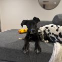 Photo of Dahlia