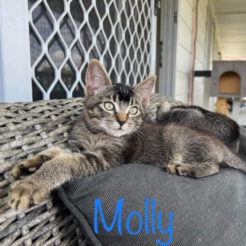 Molly