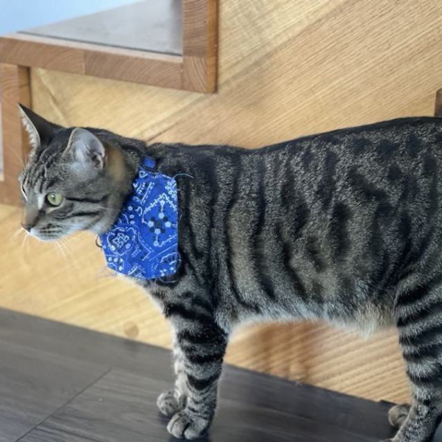 Photo of Rex ** 2nd Chance Cat Rescue**