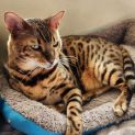 Photo of Jasper
