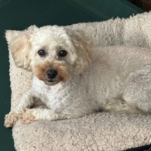 Ellie 🐶🌻❤️