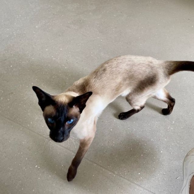 Photo of C1239 Bubby