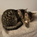 Photo of Clara **2nd Chance Cat Rescue**