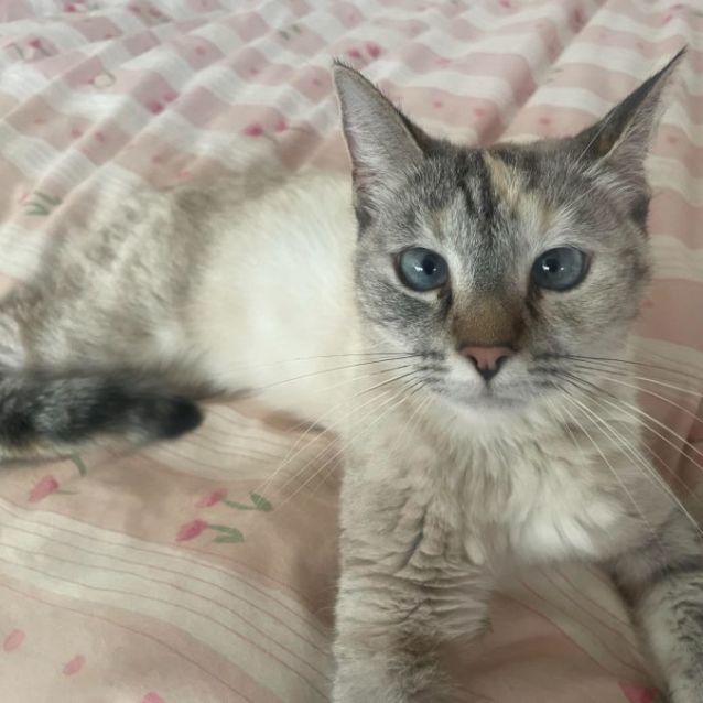Photo of Smokey