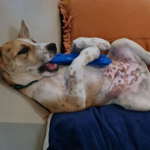 Photo of Jasper 🐕‍🦺🐕