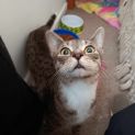 Photo of Gina
