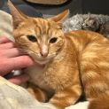 Photo of Digglet **2nd Chance Cat Rescue**