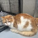 Photo of O'malley **2nd Chance Cat Rescue**