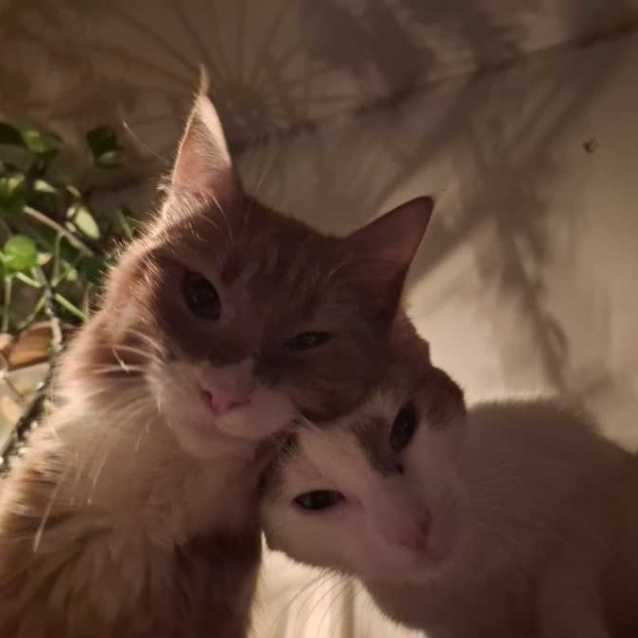 Photo of Misty & Brock