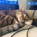 Photo of Storm **2nd Chance Cat Rescue**