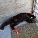Photo of Loki