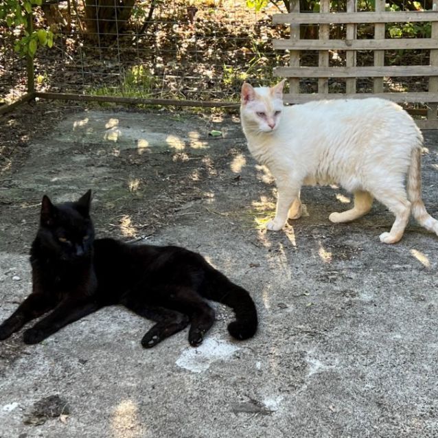 Photo of Ash & Axle Maddison