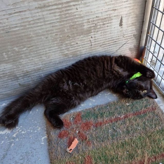 Photo of Loki