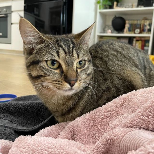 Photo of Lou Lou & Lemon ^Dandy Cat Rescue^