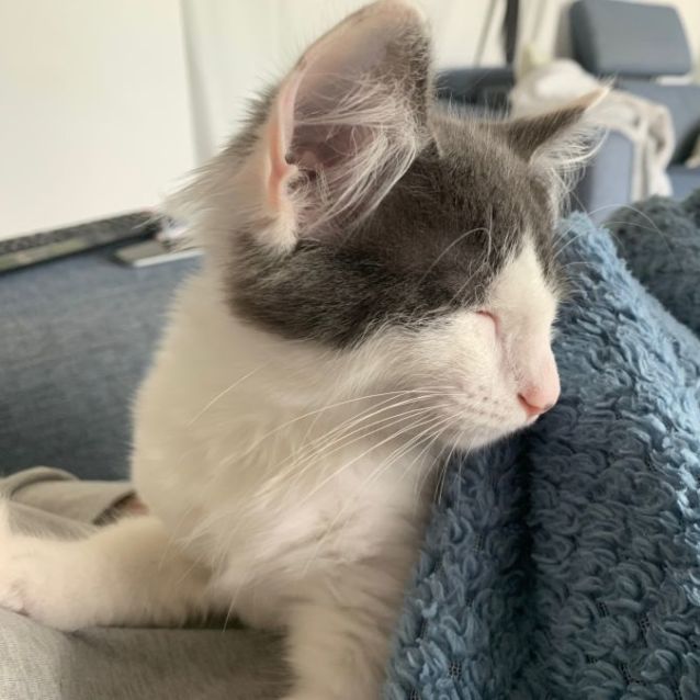 Photo of Zipper ^Dandy Cat Rescue^