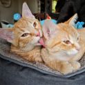 Photo of Meridah & Morris ^^Dandy Cat Rescue^^