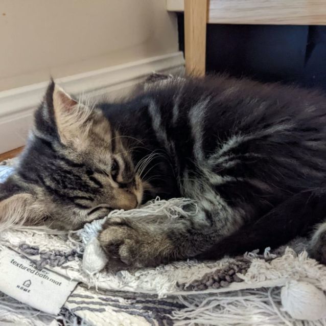 Photo of Kylo