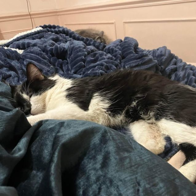 Photo of Peanut