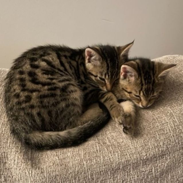 Photo of Jersey **2nd Chance Cat Rescue**