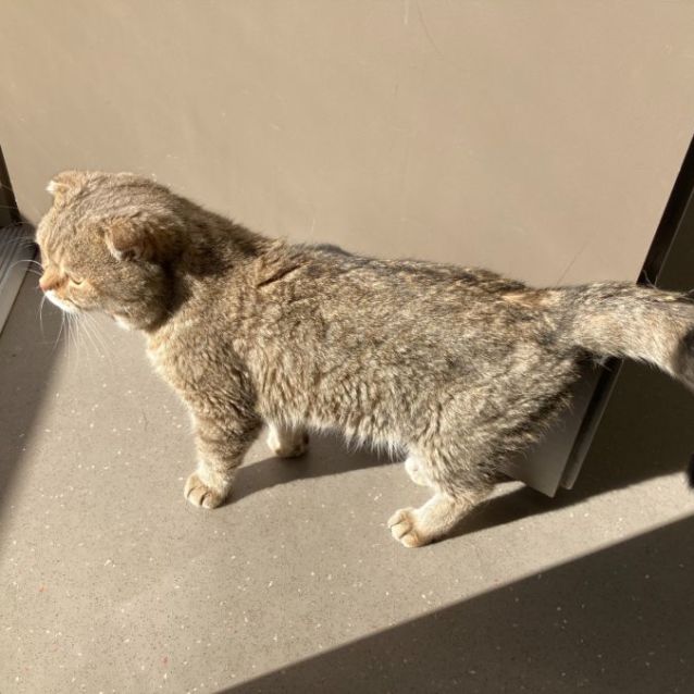 Photo of C1253 Mister