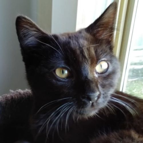 Queen