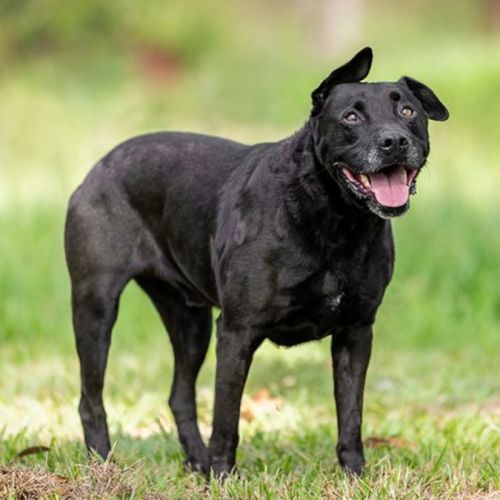 Tyson (IMP No. 2066)