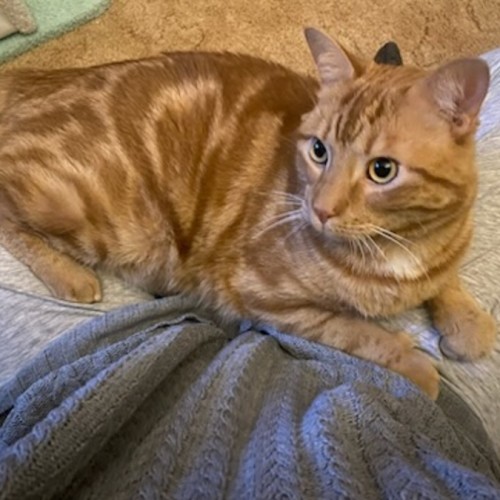 Loki ** 2nd Chance Cat Rescue**