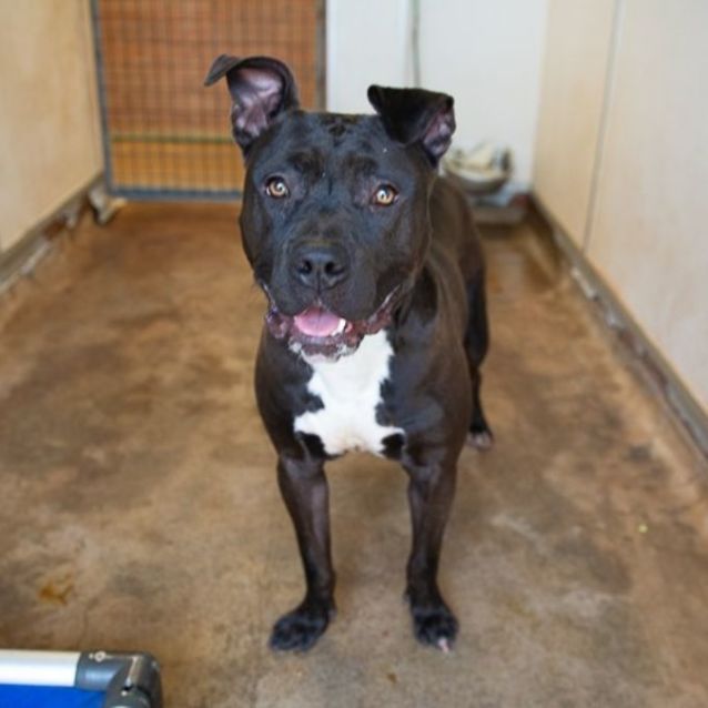 Photo of Buck (Imp No. 1989)