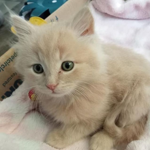 Photo of Merlin